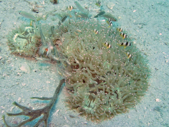  Catalaphyllia jardinei (Elegance Coral)